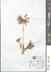spécimen de Primula officinalis