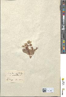 spécimen de Primula acaulis