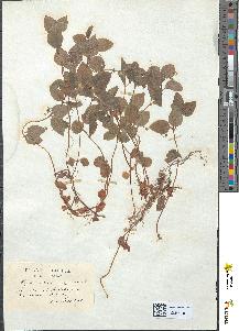 spécimen de Lysimachia nemorum
