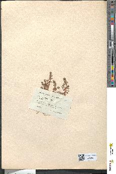spécimen de Lysimachia thyrsiflora