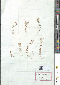 spécimen de Anagallis tenella