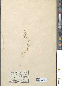 spécimen de Specularia hybrida