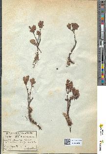 spécimen de Vaccinium uliginosum