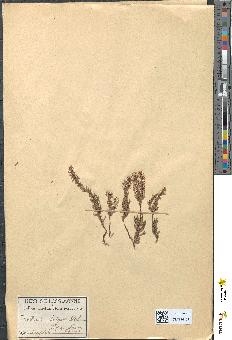 spécimen de Calluna vulgaris