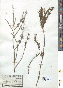 spécimen de Jasminum fruticans