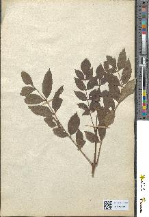 spécimen de Fraxinus excelsior