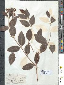 spécimen de Apocynum androsaemifolium