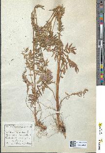 spécimen de Polemonium caeruleum