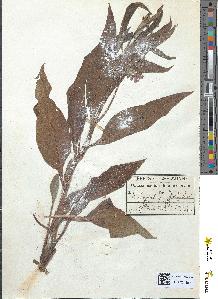 spécimen de Symphytum officinale
