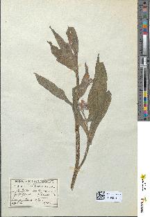 spécimen de Symphytum officinale