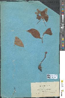 spécimen de Symphytum tuberosum