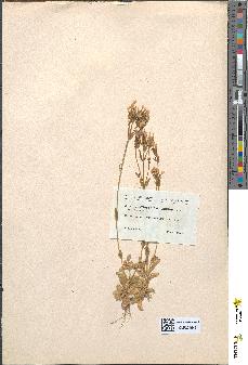 spécimen de Erythraea centaurium