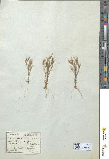 spécimen de Erythraea pulchella