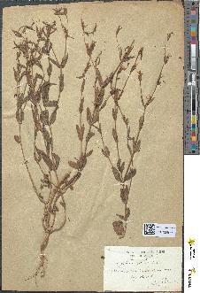 spécimen de Erythraea centaurium