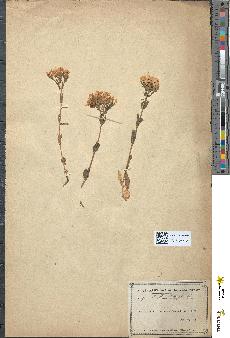 spécimen de Erythraea centaurium