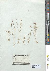 spécimen de Cicendia filiformis