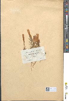 spécimen de Gentiana pneumonanthe