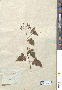 spécimen de Solanum dulcamara