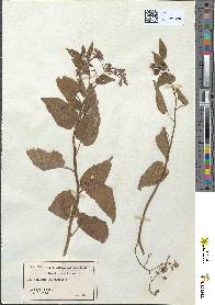 spécimen de Solanum dulcamara