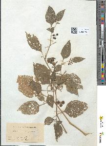 spécimen de Solanum nigrum