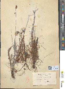 spécimen de Cuscuta trifolii