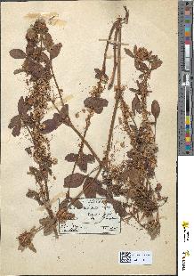 spécimen de Cuscuta trifolii
