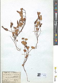 spécimen de Convolvulus soldanella