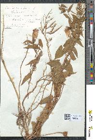 spécimen de Convolvulus sepium