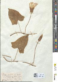 spécimen de Convolvulus sepium