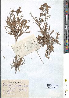 spécimen de Convolvulus lineatus
