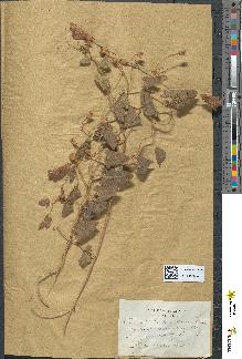 spécimen de Convolvulus lineatus
