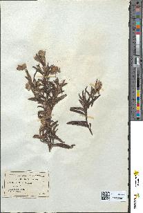 spécimen de Cistus monspeliensis