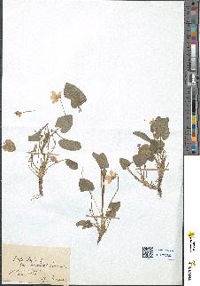 spécimen de Viola hirta
