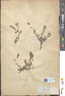 spécimen de Helianthemum salicifolium