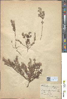 spécimen de Helianthemum vulgare