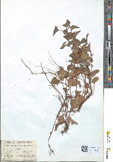 spécimen de Viola canina