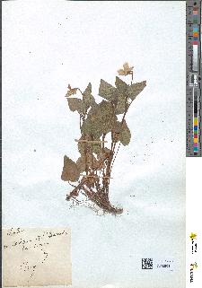 spécimen de Viola sp.