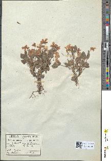 spécimen de Viola hirta