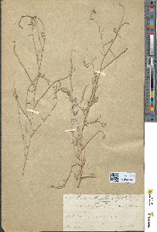 spécimen de Malcolmia aegyptiaca
