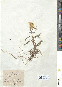 spécimen de Erysimum australe
