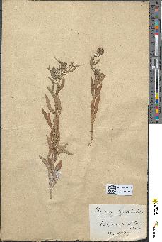 spécimen de Erysimum cheiranthoides
