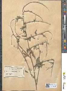 spécimen de Sisymbrium officinale