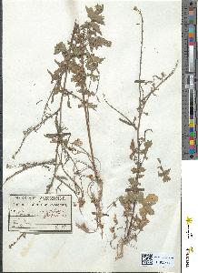 spécimen de Sisymbrium officinale