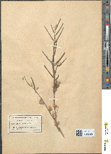 spécimen de Alliaria officinalis