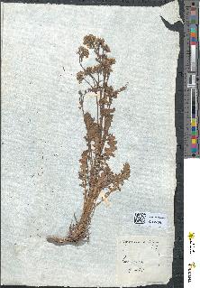 spécimen de Sisymbrium sophia