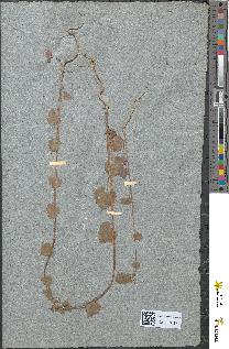 spécimen de Sisymbrium officinale