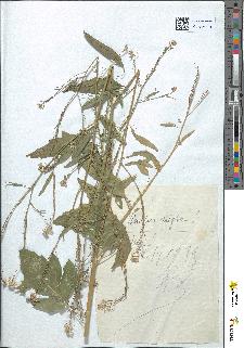 spécimen de Hirschfeldia adpressa