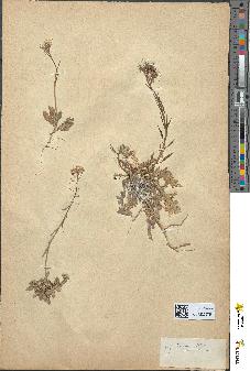spécimen de Eruca sativa