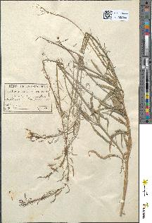 spécimen de Diplotaxis tenuifolia