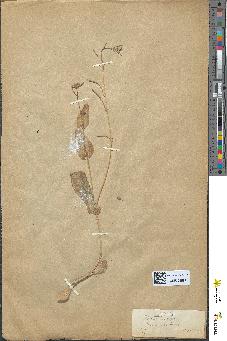 spécimen de Moricandia arvensis